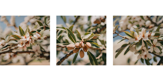 Revealing the Wonders of Almond Oil: Skincare Secrets Unveiled!